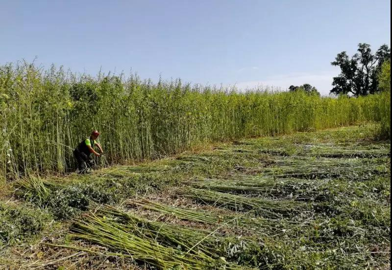 pic3 manual jute cultivation